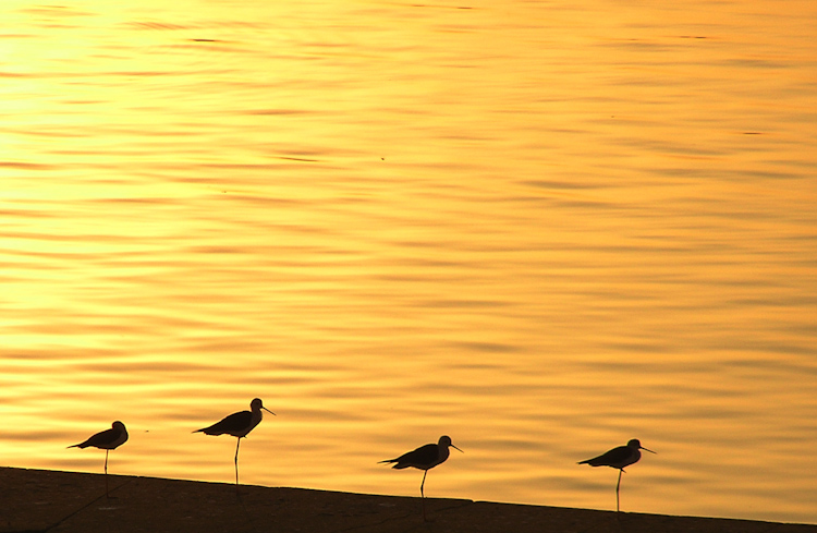 Birds line up at sunset at Pushkar Lake.